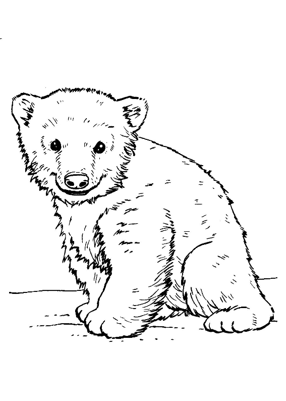 Niedźwiedź polarny kolorowanki